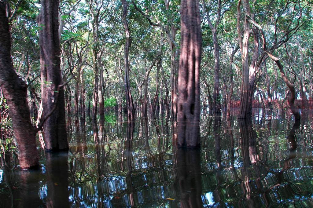 Flooded forest, Cambodia
