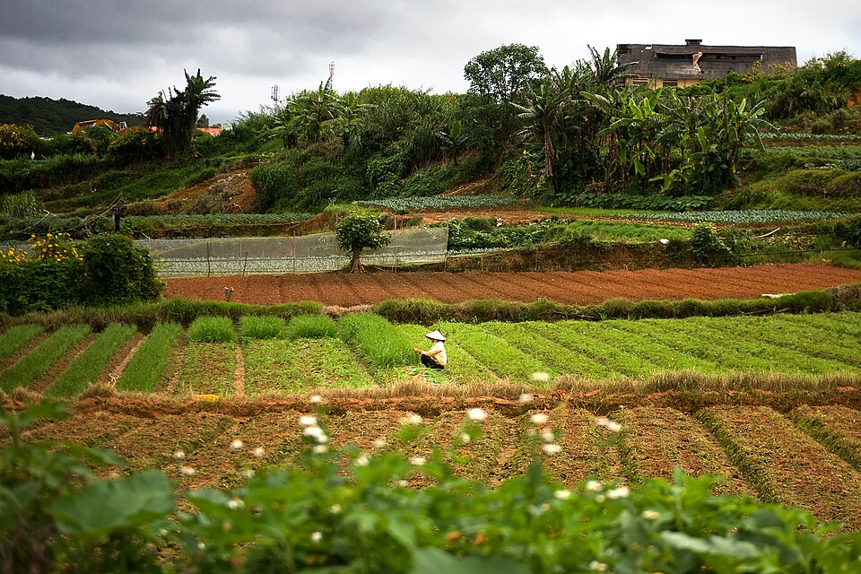 File:Farm land in Da Lat, Vietnam.JPG